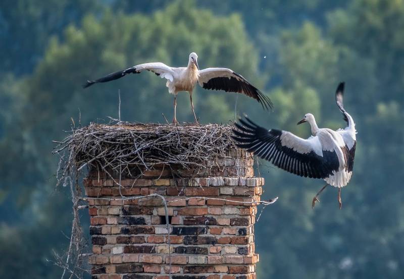Expert Chimney Animal Removal in San Diego, CA Professional Chimney Animal Removal Services in San Diego, California
